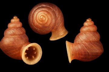 شناسایی گونهای جدید از حلزونها در جنوبشرق آسیا